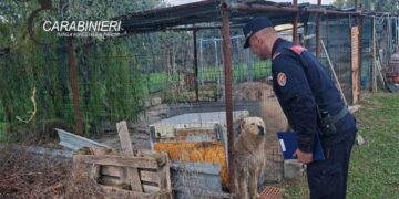 Cani detenuti in modo irregolare o lasciati liberi per strada: sanzioni dai forestali