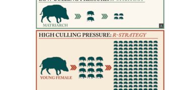 Pubblicato lo studio del prof. Mazzatenta sui dati ufficiali: «Più abbattimenti, più cinghiali»