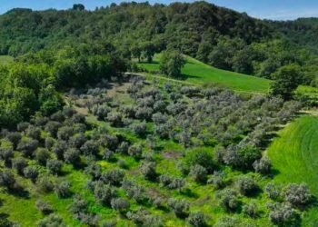 Conflitti con i boschi e alterazioni ambientali: “rimandati” i progetti eolici di Tufillo e Fresa