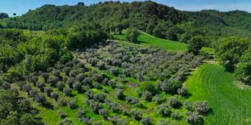 Conflitti con i boschi e alterazioni ambientali: “rimandati” i progetti eolici di Tufillo e Fresa