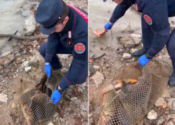 Pescano illegalmente 20 carpe nel lago di Bomba, scoperti e sanzionati