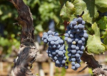 All’Istituto agrario di Scerni arriva il percorso quadriennale di Viticoltura ed Enologia