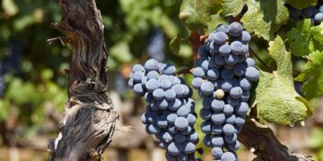 All’Istituto agrario di Scerni arriva il percorso quadriennale di Viticoltura ed Enologia