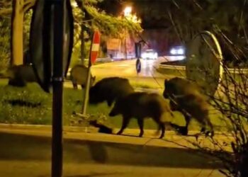Cinghiali “al pascolo” all’incrocio tra via Istonia e l’ingresso del parco delle Lame