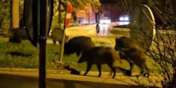 Cinghiali “al pascolo” all’incrocio tra via Istonia e l’ingresso del parco delle Lame