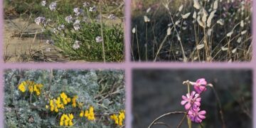 Dune in fiore: venerdì e sabato le giornate di pulizia dela Riserva Marina di Vasto