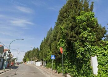 Psi: «Il Comune abbatte alberi senza ripiantumarli, costi ambientali ed economici elevati»