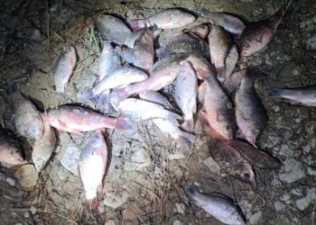 Contrasto del bracconaggio ittico, a Lentella il corso di aggiornamento sulle modifiche normative