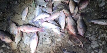 Contrasto del bracconaggio ittico, a Lentella il corso di aggiornamento sulle modifiche normative