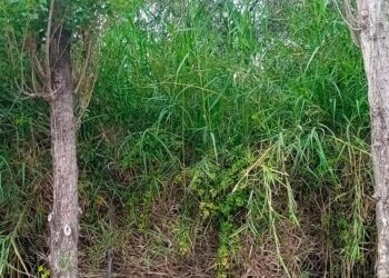 Vegetazione incolta e rischio incendi: nuovo appello dei residenti di via Federico Fellini