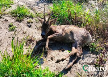 Giovane capriolo investito da un’auto tra Montalfano e San Salvo: trasferito a Caramanico