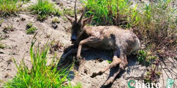 Giovane cervo investito da un’auto tra Montalfano e San Salvo: trasferito a Caramanico