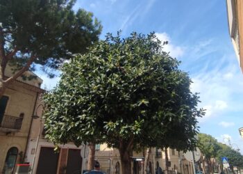 Piante di osmanto al posto dei pini, d’Elisa: «Per i lavori avremmo dovuto tagliare le radici»