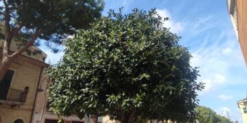 Piante di osmanto al posto dei pini, d’Elisa: «Per fare i lavori avremmo dovuto tagliare le radici»