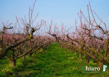 «Futuro dell’agricoltura? Due grandi problemi: mancato ascolto dei consumatori e monocoltura»