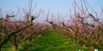 «Futuro dell’agricoltura? Due grandi problemi: mancato ascolto dei consumatori e monocoltura»