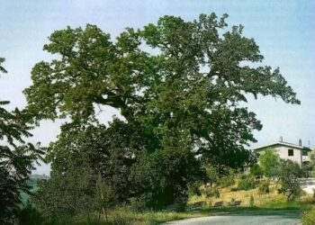 A Pollutri nasce l’associazione “Abbracciare la Quercia di San Nicola”