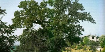 A Pollutri nasce l’associazione “Abbracciare la Quercia di San Nicola”