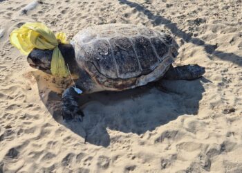 Tartaruga con una busta legata attorno alla testa trovata sulla spiaggia di Punta Penna