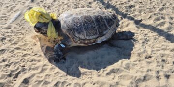 Tartaruga con una busta legata attorno alla testa trovata sulla spiaggia di Punta Penna