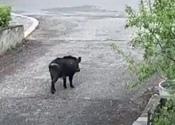 Cinghiali anche nei parcheggi condominiali, prorogata la caccia di selezione