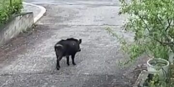 Cinghiali anche nei parcheggi condominiali, prorogata la caccia di selezione