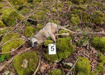 Dieci lupi morti rinvenuti ad Alfedena e Pescasseroli: ipotesi avvelenamento