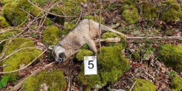 Dieci lupi morti rinvenuti ad Alfedena e Pescasseroli: ipotesi avvelenamento