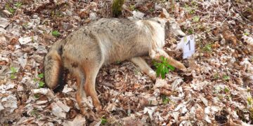 Dieci lupi morti rinvenuti ad Alfedena e Pescasseroli: ipotesi avvelenamento