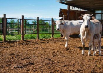 Brucellosi bovina, estinti 32 focolai in Alto Vastese e Sangro: status di “indenne” per la provincia