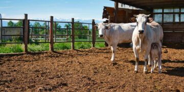 Brucellosi bovina, estinti 32 focolai in Alto Vastese e Sangro: status di “indenne” per la provincia