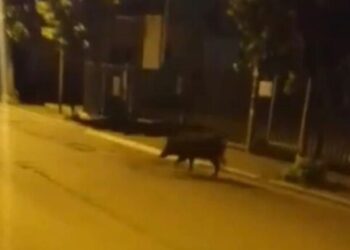«Cinghiali al quartiere San Paolo, i cittadini hanno bisogno di essere protetti»