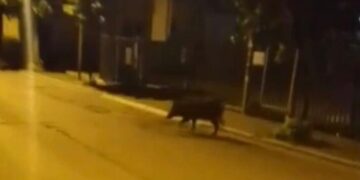«Cinghiali al quartiere San Paolo, i cittadini hanno bisogno di essere protetti»