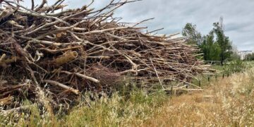 Rimosse dalla spiaggia 5mila tonnellate di tronchi, rami e alberi interi trascinati via dai fiumi