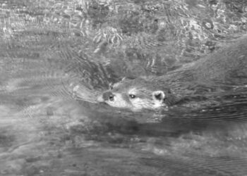 Rive abitate: “il Trigno e la lontra”, appuntamento il 23 maggio a Tufillo
