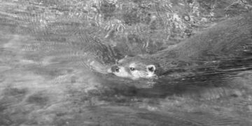 Rive abitate: “il Trigno e la lontra”, appuntamento il 23 maggio a Tufillo