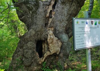 “Sentieri di solidarietà”, sesta edizione con l’Avis di San Buono