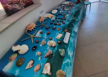 “Tesori dal mare”, a Vasto Marina fino al 19 giugno c’è la mostra malacologica