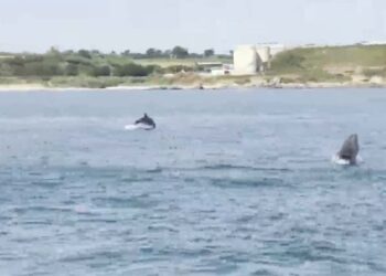 Branco di delfini al largo di Vasto, «Ecco i corretti comportamenti da tenere»