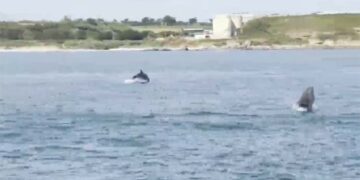 Branco di delfini al largo di Vasto, «Ecco i corretti comportamenti da tenere»