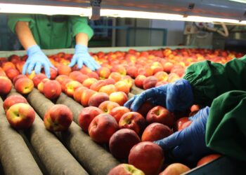 Pesche e albicocche, nel Vastese stagione complicata: produzione in calo del 25%