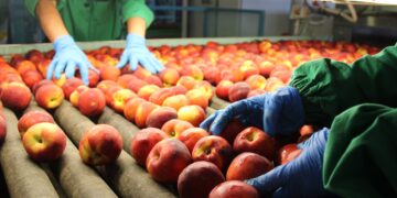 Pesche e albicocche, nel Vastese stagione complicata: produzione in calo del 25%