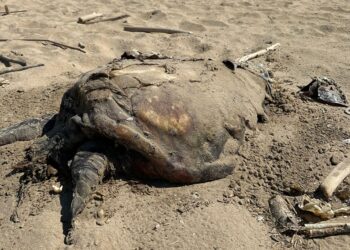 «Carcassa di tartaruga a Punta Penna da nove giorni, la puzza è insopportabile»