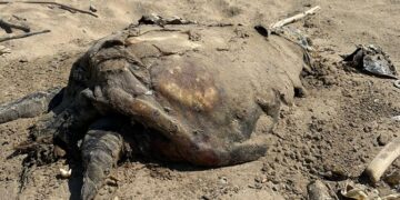 «Carcassa di tartaruga a Punta Penna da nove giorni, la puzza è insopportabile»
