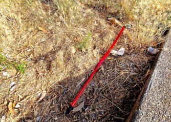 «In via Ciccarone aree verdi non curate: presenza di forasacchi pericolosi per i cani»