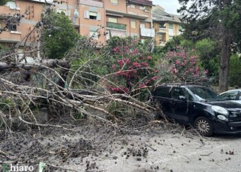 Menna: «Il crollo dimostra che i pini a rischio vanno rimossi»