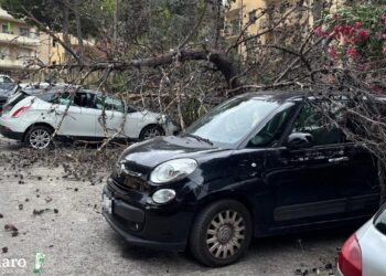 Raffiche fortissime nella notte: albero si spezza e crolla sulle auto parcheggiate