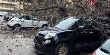 Raffiche fortissime nella notte: albero si spezza e crolla sulle auto parcheggiare