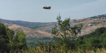 Incendio distrugge 5 ettari di querce secolari. Circoscritto col Canadair. «È doloso»