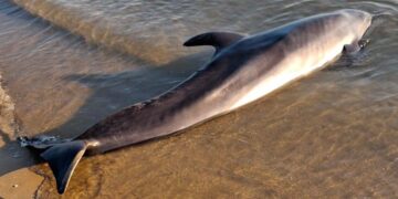 Delfino morto rinvenuto sulla spiaggia di San Salvo Marina